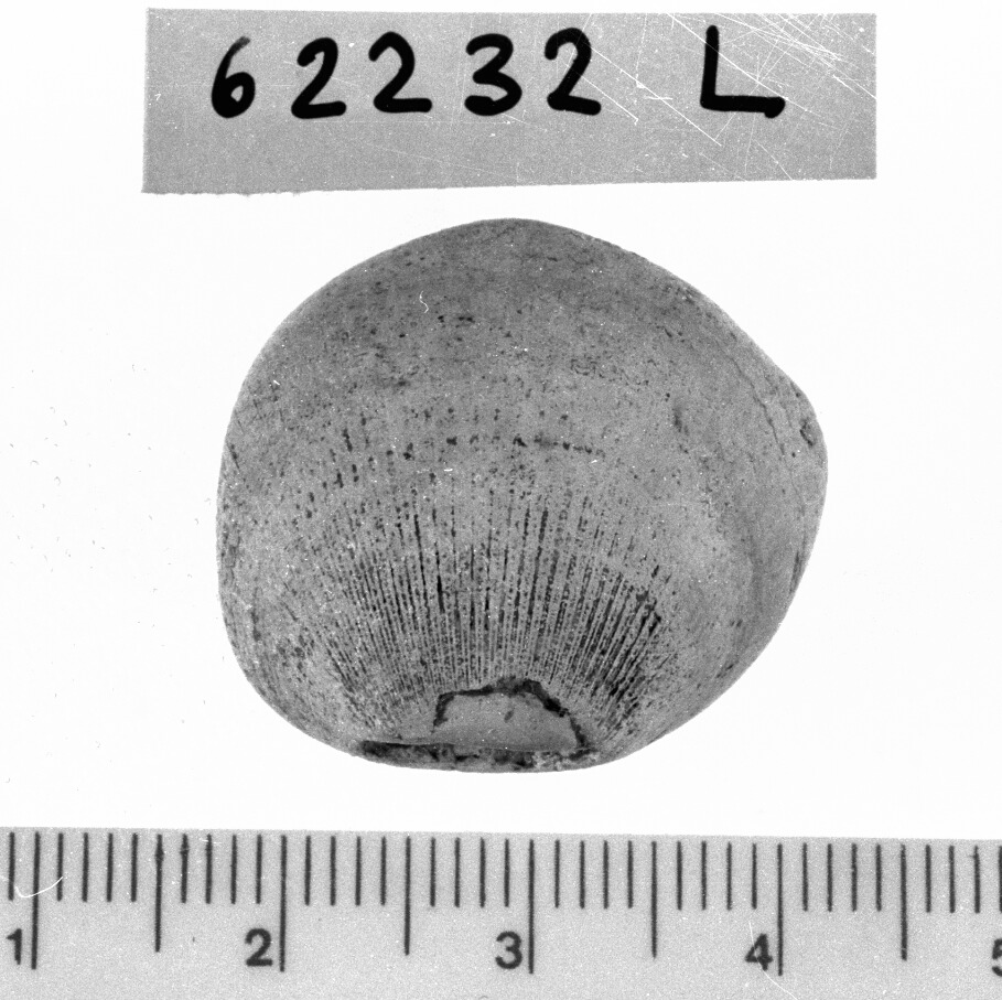 conchiglia forata (Neolitico)