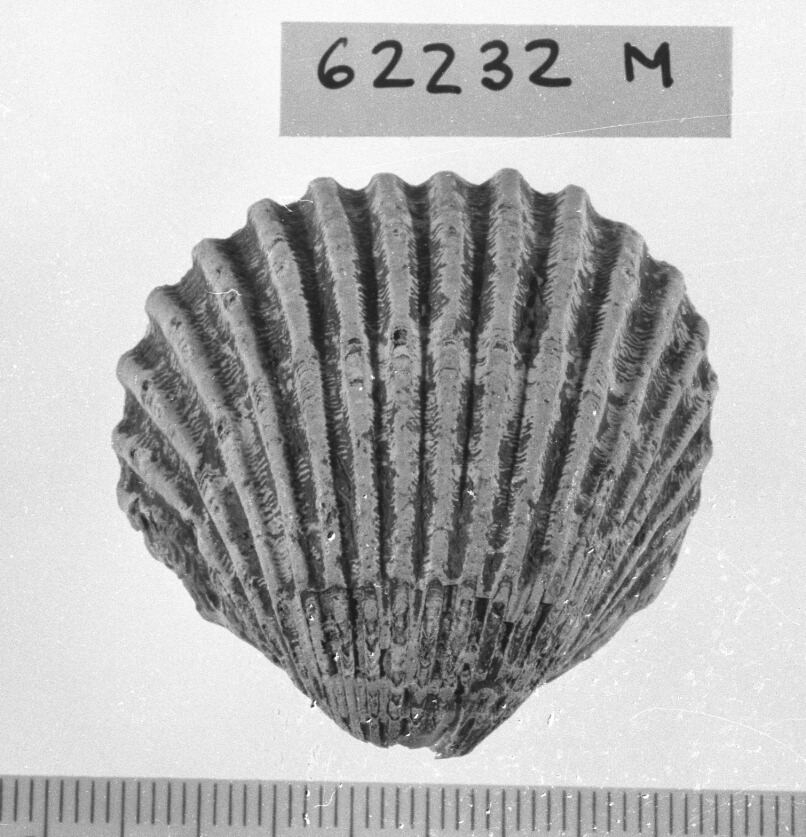 conchiglia perforata (Neolitico)