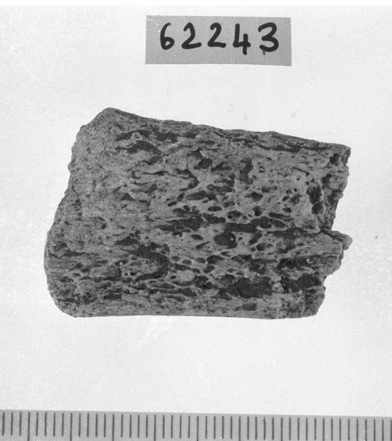 spatola/ frammento (Neolitico)