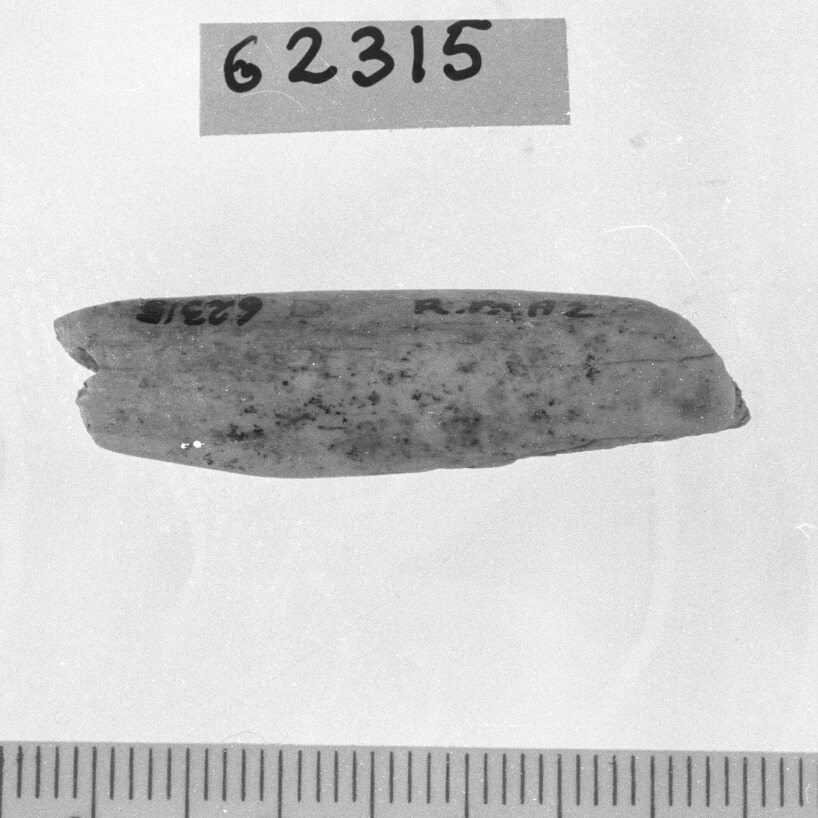 spatola/ frammento (Neolitico)