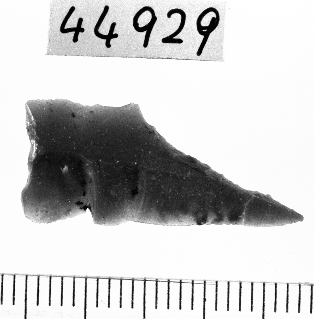 trapezio scaleno allungato (Neolitico)