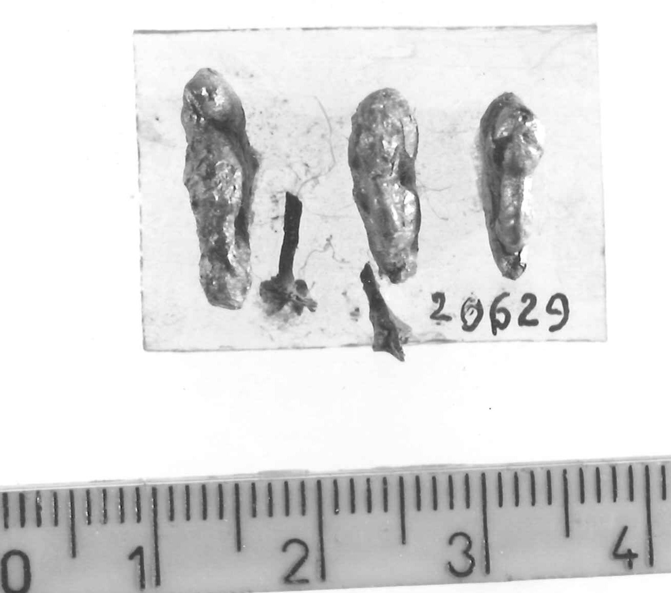 affibbiaglio/ frammento - Piceno III (secc. VII-VI a.C)