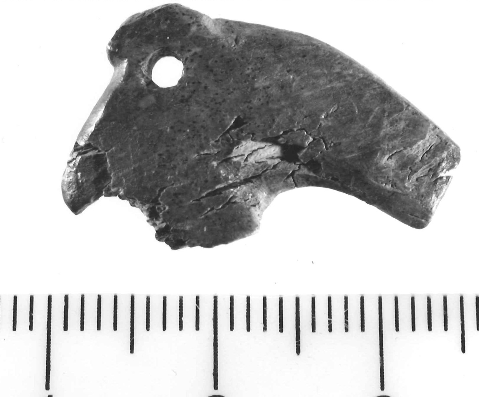 testa di cane (pendaglio) - Piceno III (secc. VII-VI a.C)