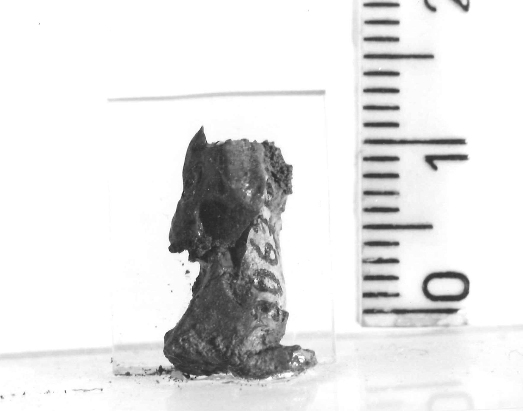 testa animale (pendaglio/ frammento) - Piceno III (secc. VII-VI a.C)