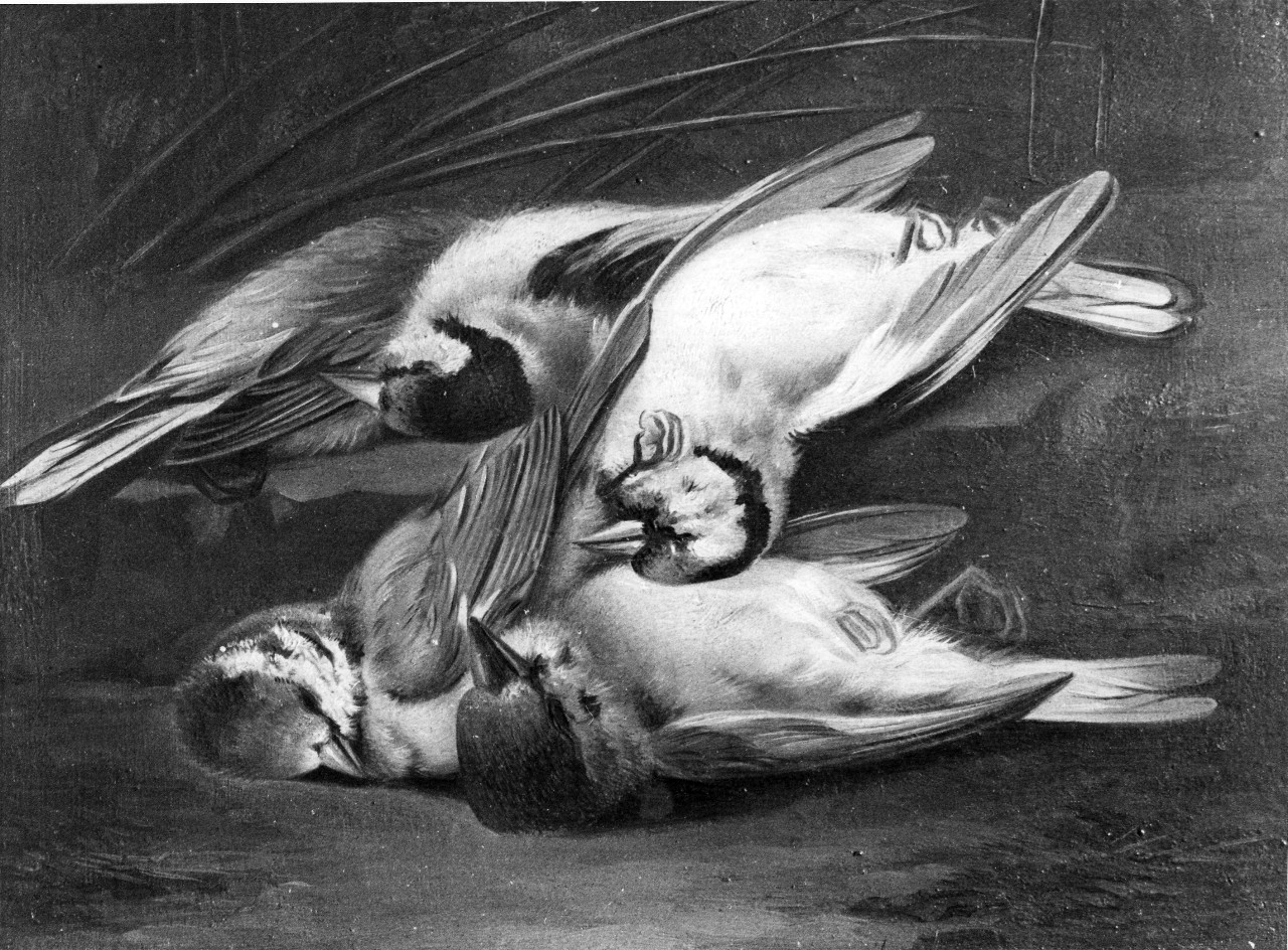 natura morta con fringuelli morti (dipinto) - ambito fiammingo (metà sec. XVIII)