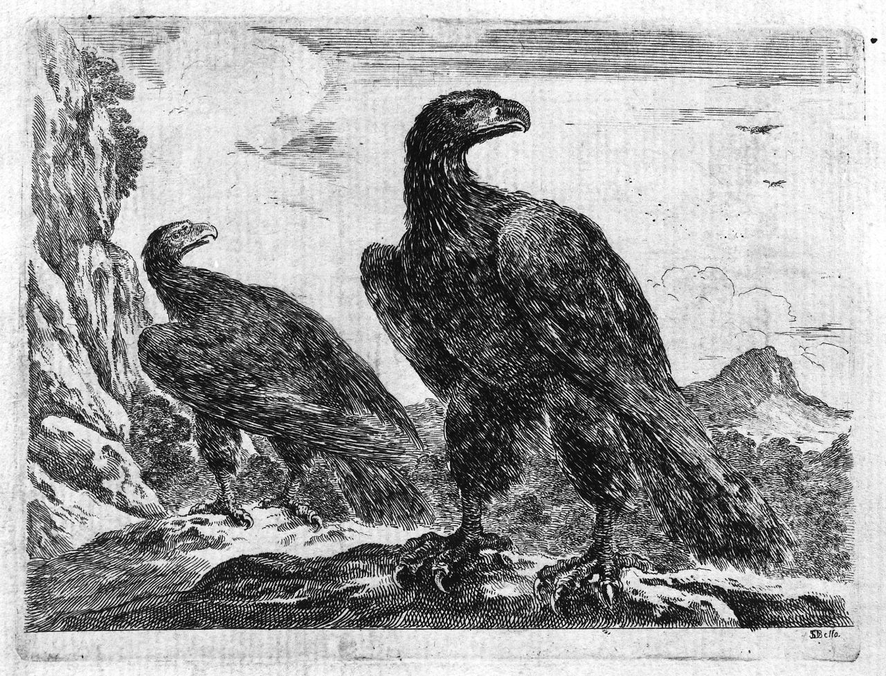 aquile (stampa) di Della Bella Stefano (sec. XVII)