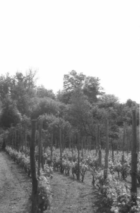 Resti del castello di Maremo (castello, difensivo) - Casanova Lerrone (SV) 