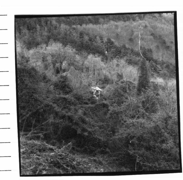 Chiesa di S. Martino Vecchio (chiesa (ruderi), parrocchiale) - La Spezia (SP)  (XII)