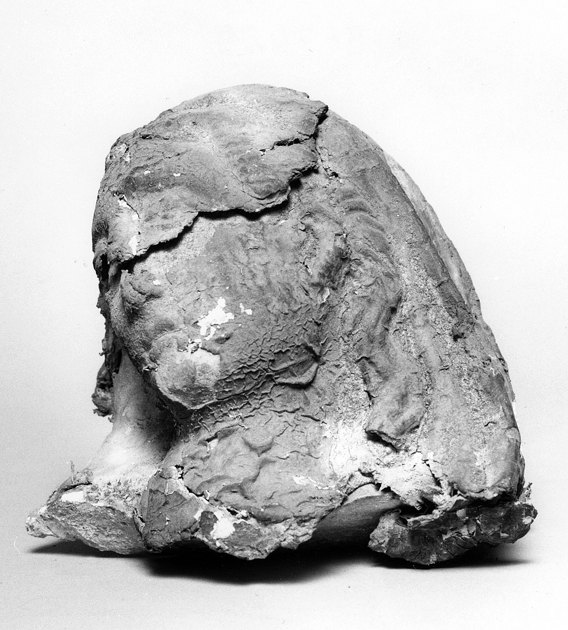 testa di donna (rilievo, frammento) - ambito toscano (sec. XIX)