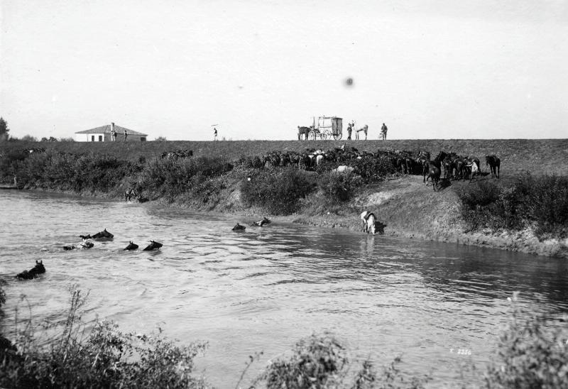 Veneto - Bacchiglione - 4° divisione - cavalleria - animali - cavalli - guadi - carri - 1918 (positivo) di Marzocchi, Luigi (primo quarto XX)