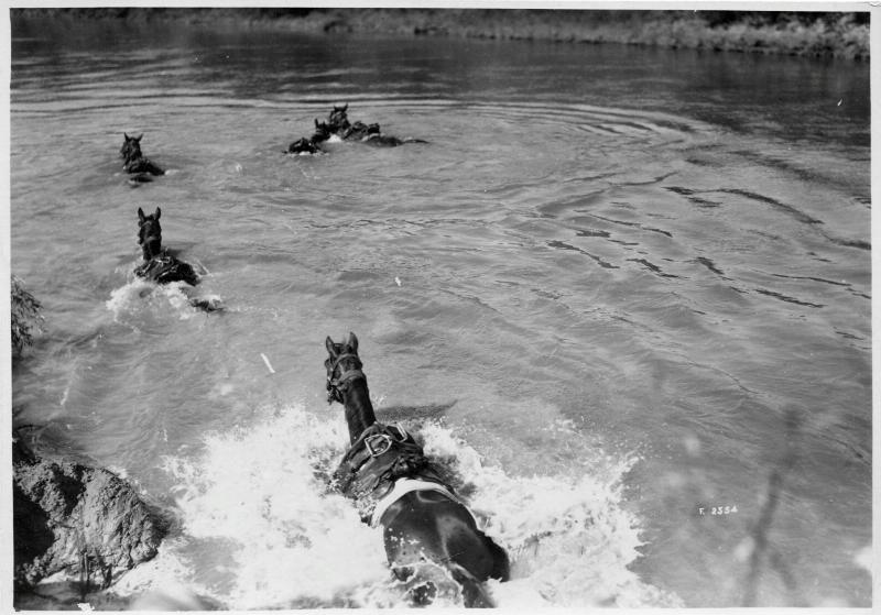 Veneto - Bacchiglione - 4° divisione - cavalleria - animali - cavalli - guadi - 1918 (positivo) di Marzocchi, Luigi (primo quarto XX)