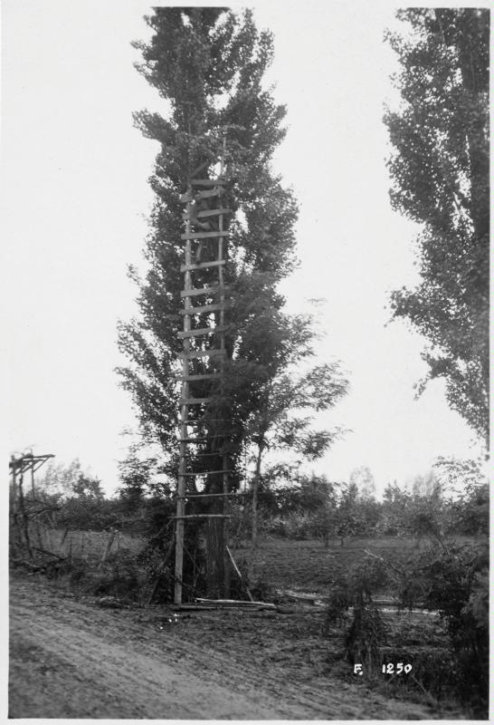 Montello - scale - alberi - osservatori - 1918 (positivo) di Marzocchi, Luigi (primo quarto XX)