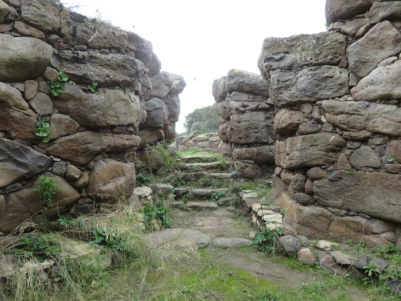 Nuraghe Sa Domu Beccia (nuraghe, struttura di fortificazione) - Uras (OR)  (Età del Bronzo-Età moderna)