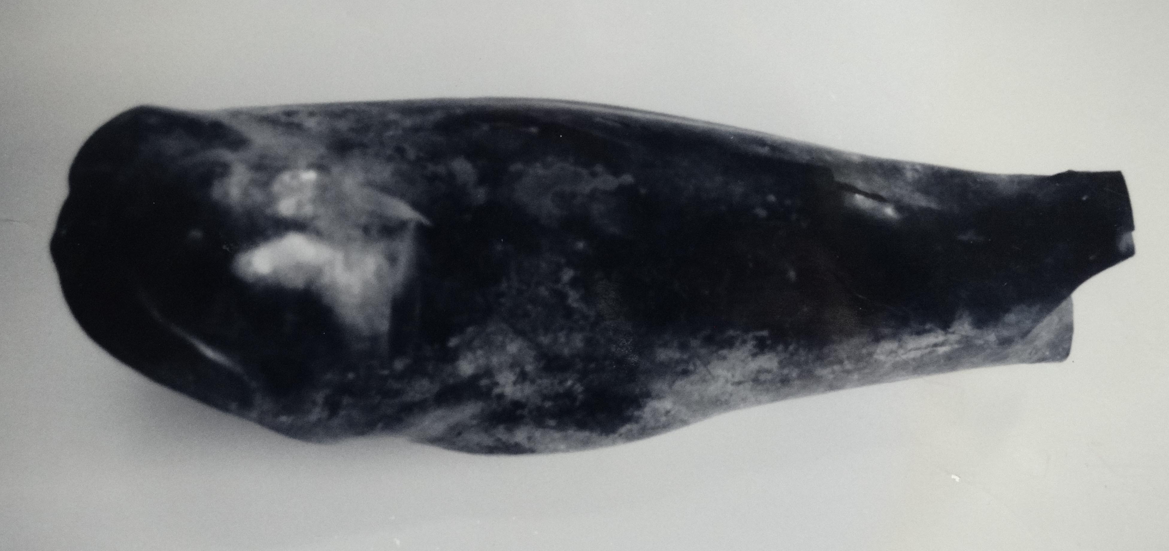 schiniere (III sec. a.C)