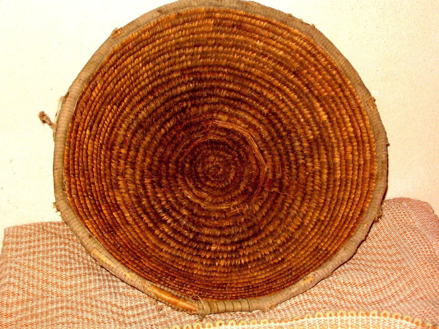 Corbula