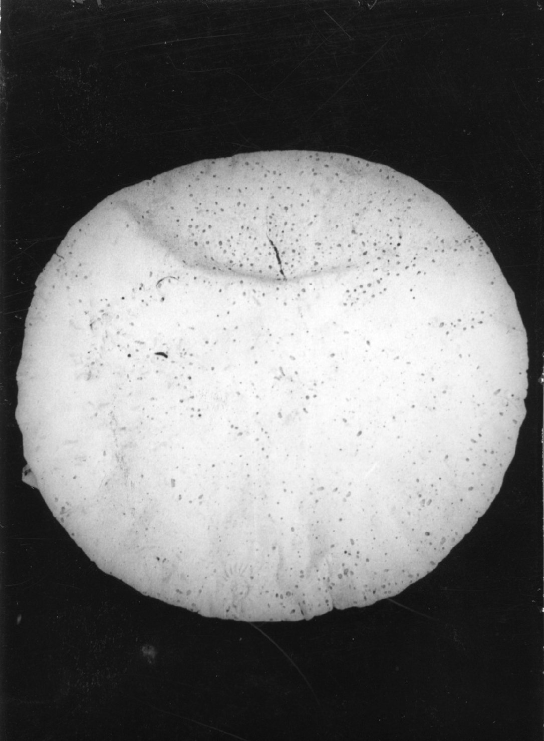 Pane, alimentare