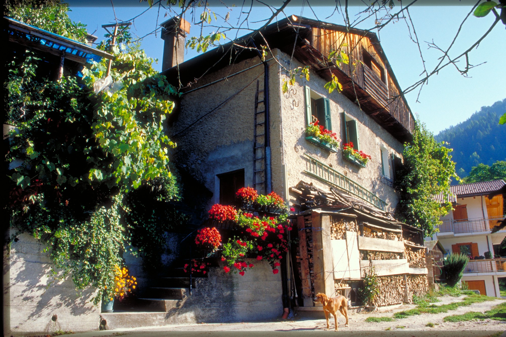 abitazione rurale (abitazione//fienile, rurale) - Agordo (BL) 
