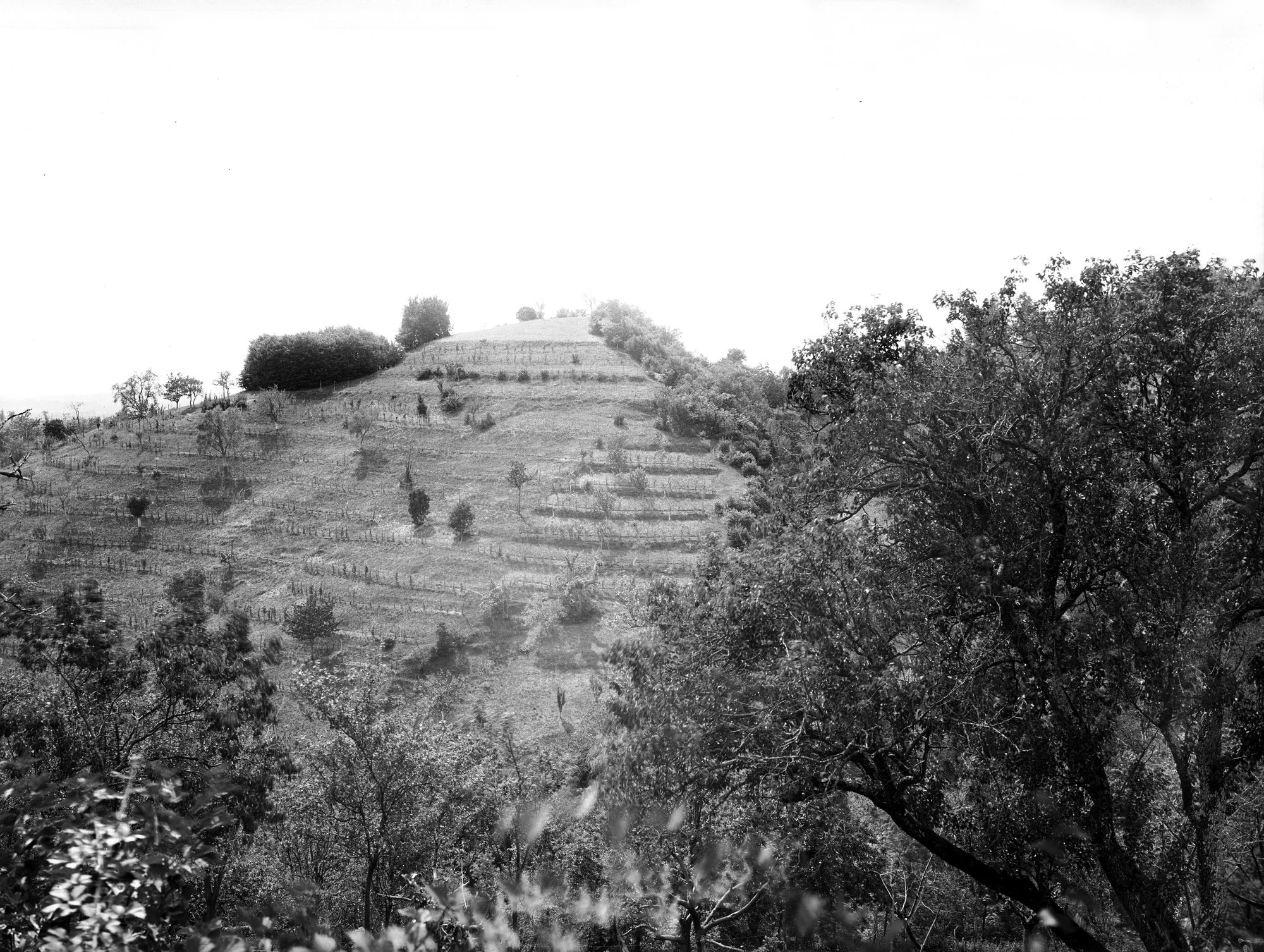 Asolo. Il roccolo di Sant'Anna (negativo) di Gabinetto fotografico (XX)