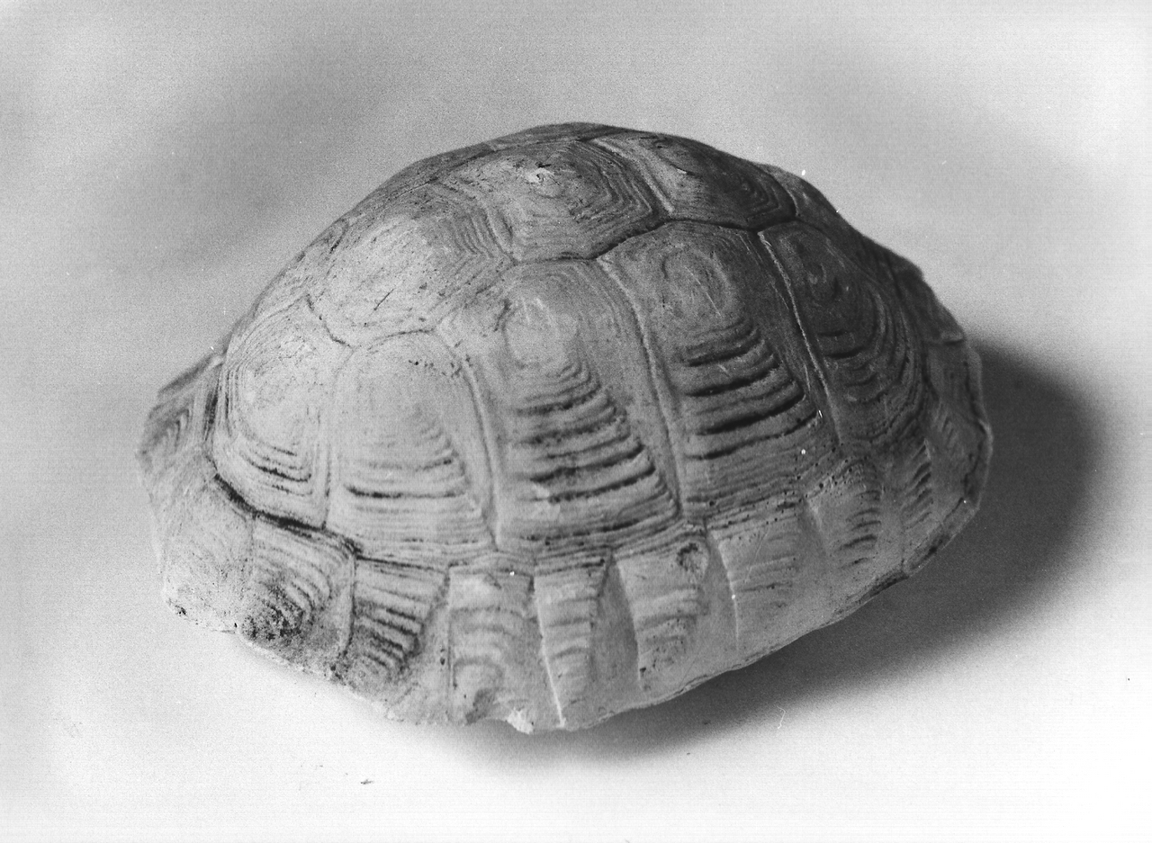 tartaruga (calco, opera isolata) - produzione coreglina (prima metà sec. XX)