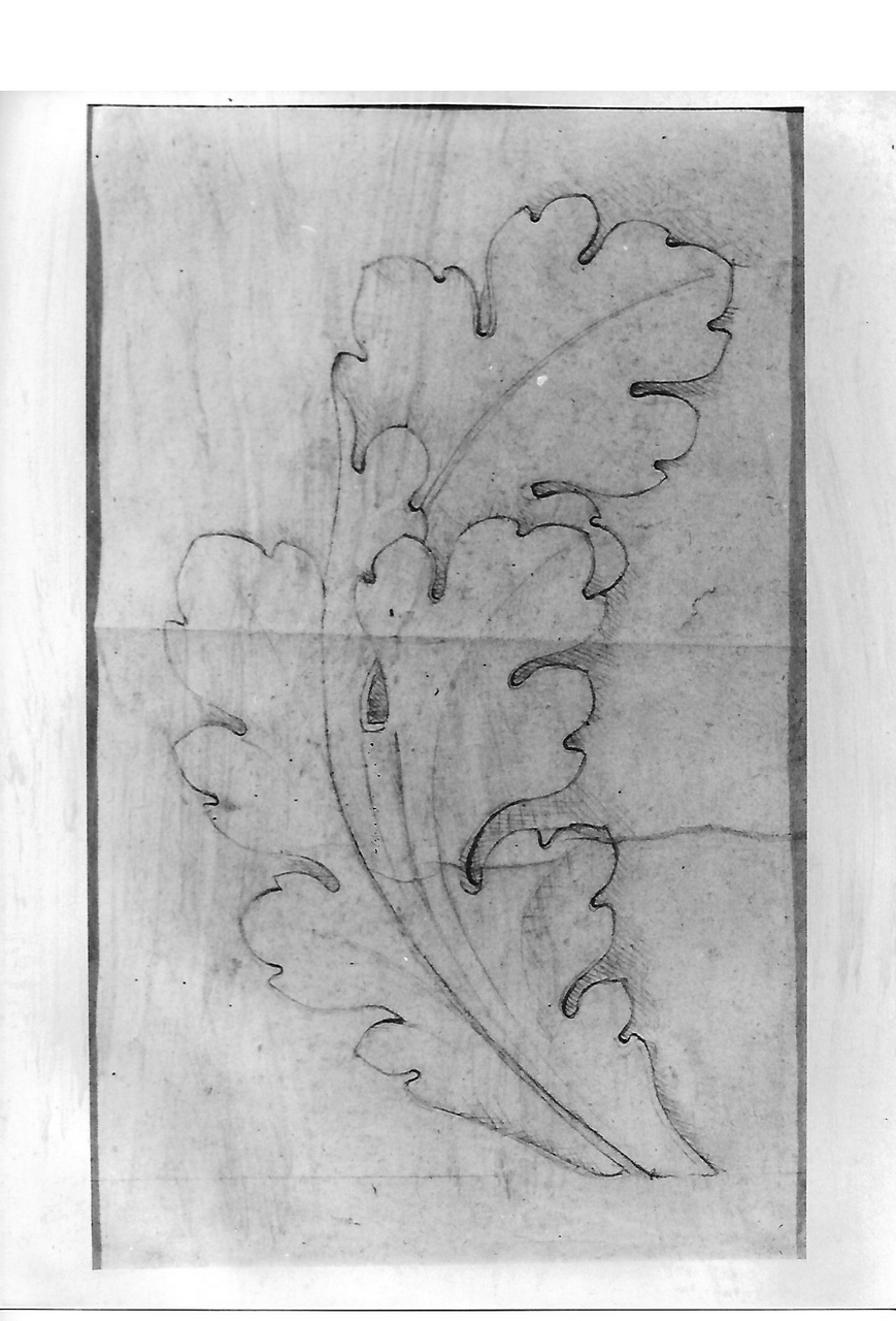 motivo decorativo a foglie d'acanto (disegno, opera isolata) - produzione coreglina (secc. XIX/ XX)