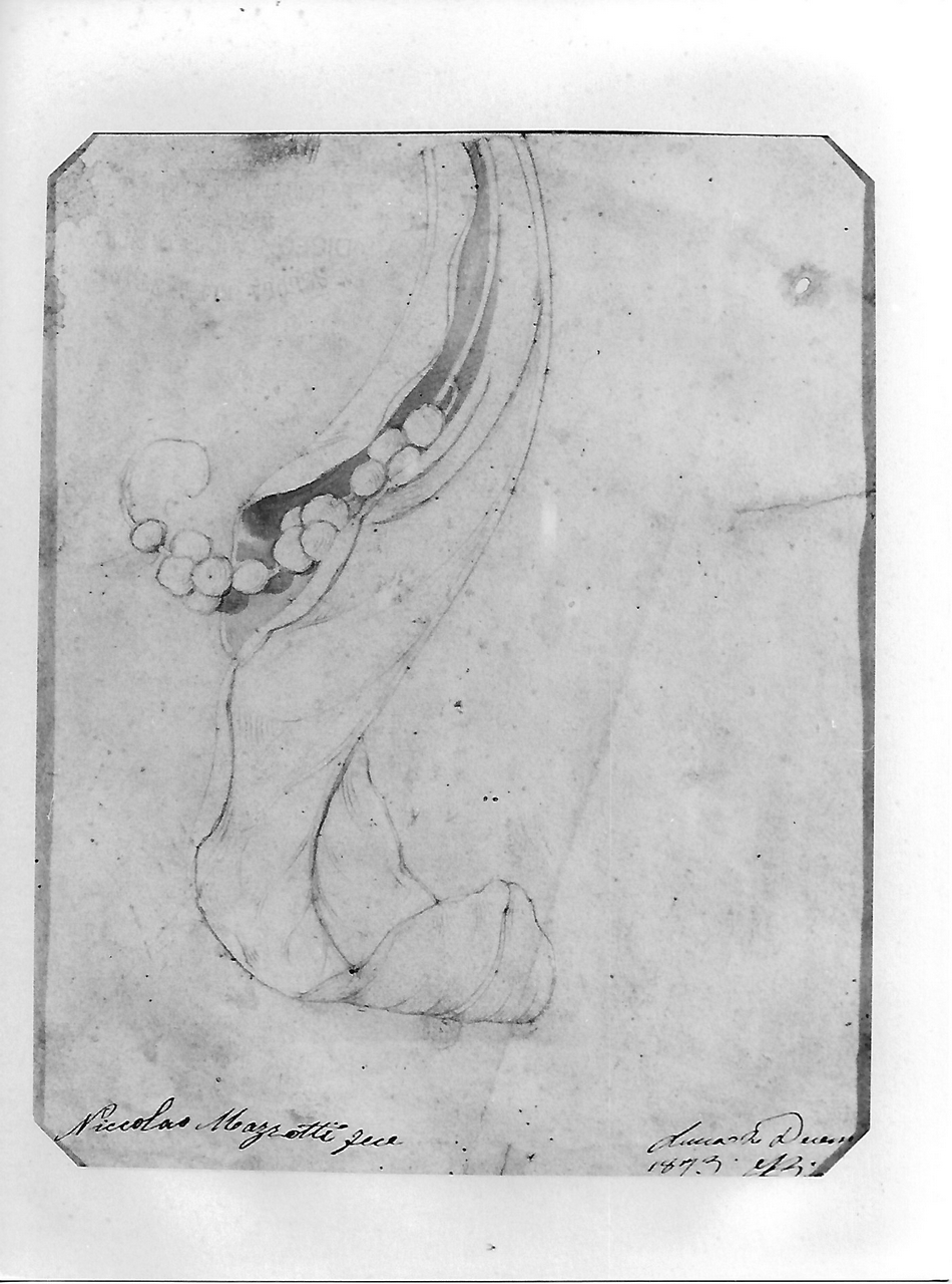 motivo decorativo vegetale (disegno, opera isolata) - produzione coreglina (sec. XIX)