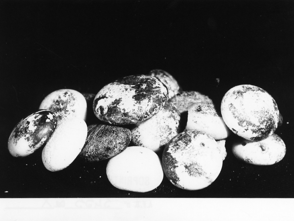 pedine (inizio sec. I d.C)