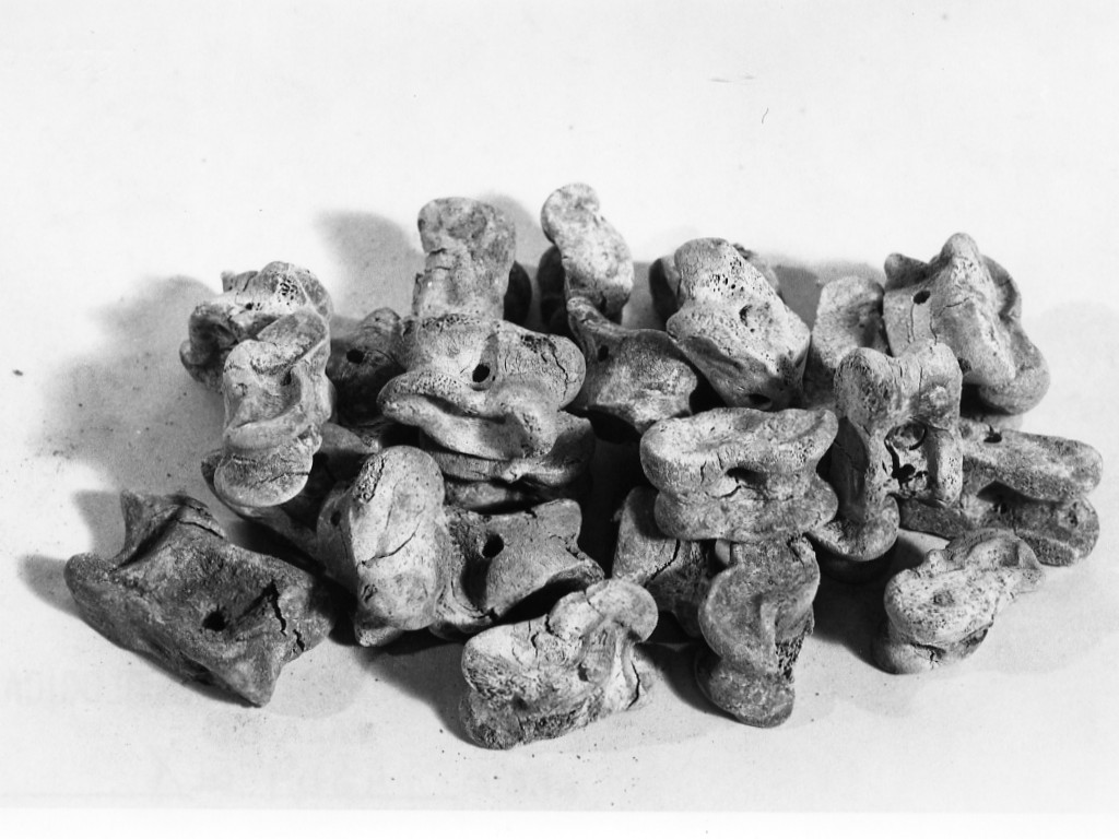 astragalo - fabbrica locale (fine sec. IV a.C)