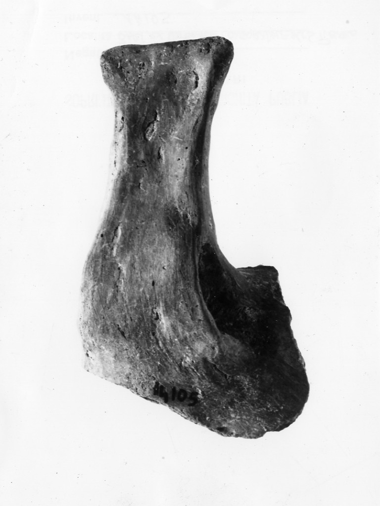 ciotola/ ansa - Protoappenninico (secc. XVI - XV a.C)