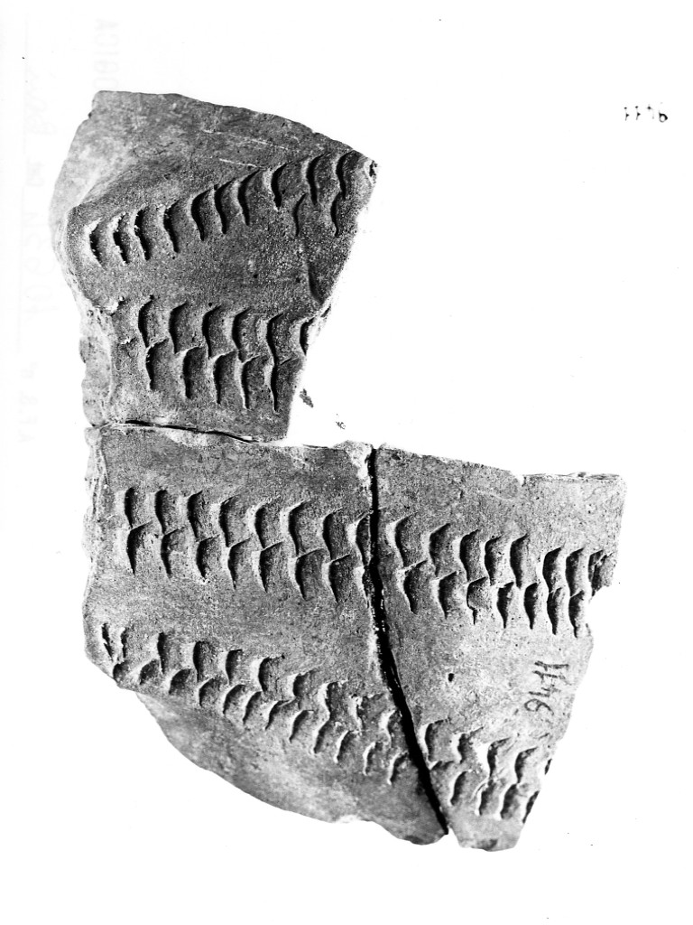 vaso/ frammento - ceramica impressa tipo Molfetta (Neolitico Antico)