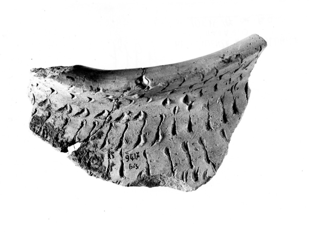 olla/ frammento - ceramica impressa tipo Molfetta (Neolitico Antico)