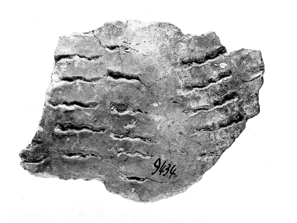 vaso/ frammento - ceramica impressa tipo Molfetta (Neolitico Antico)