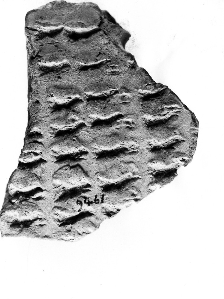 vaso/ frammento - ceramica impressa tipo Molfetta (Neolitico Antico)