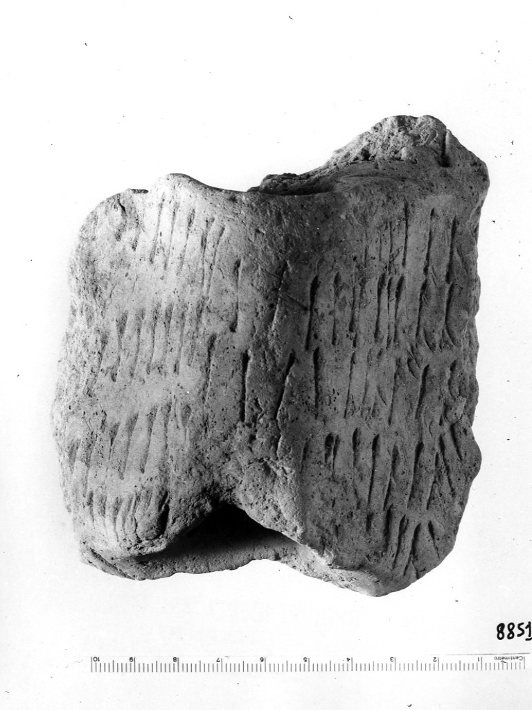 ansa/ frammento - ceramica impressa tipo Molfetta (Neolitico Antico)