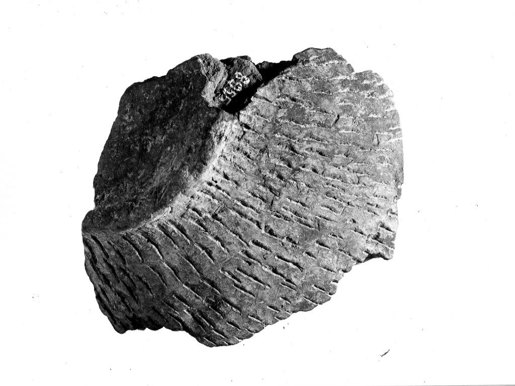 vaso/ frammento - ceramica impressa tipo Molfetta (Neolitico Antico)