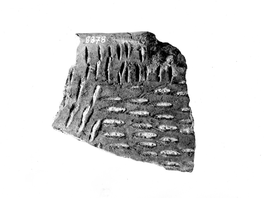 vaso/ frammento - ceramica impressa tipo Molfetta (Neolitico Antico)