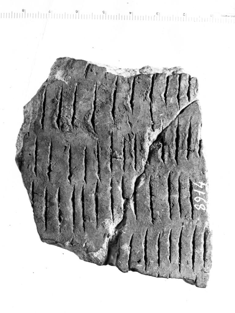 vaso/ frammento - ceramica impressa tipo Molfetta (Neolitico Antico)