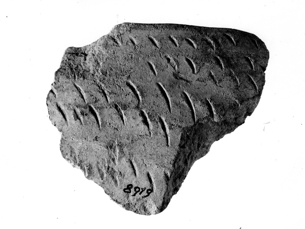 recipiente/ frammento - ceramica impressa tipo Molfetta (Neolitico Antico)