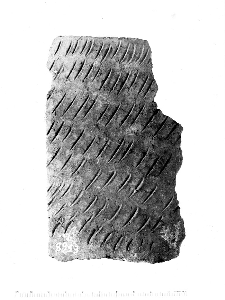 recipiente/ frammento - ceramica impressa tipo Molfetta (Neolitico Antico)