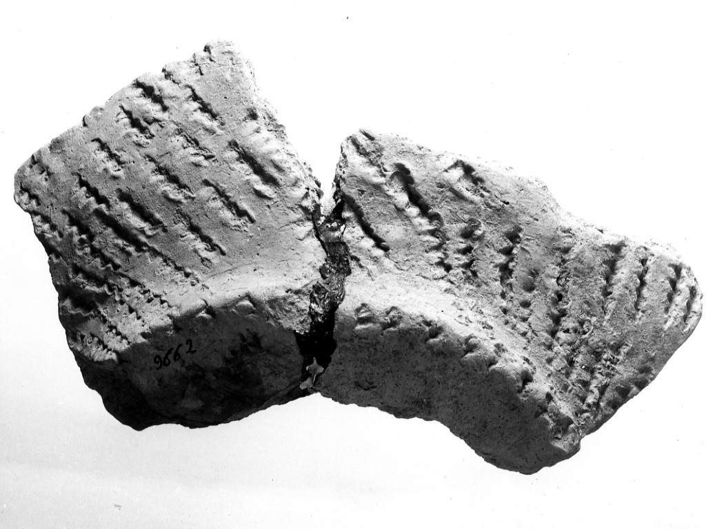 vaso/ frammento - ceramica impressa tipo Molfetta (Neolitico Antico)