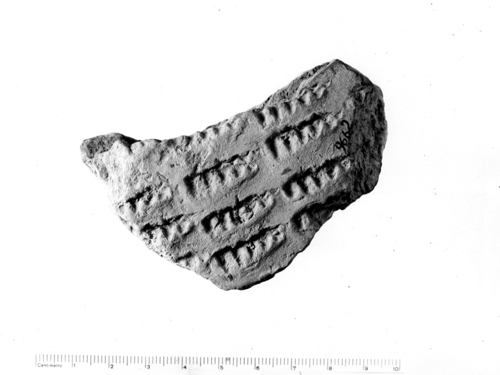 vaso/ frammento - ceramica impressa tipo Molfetta (Neolitico Antico)