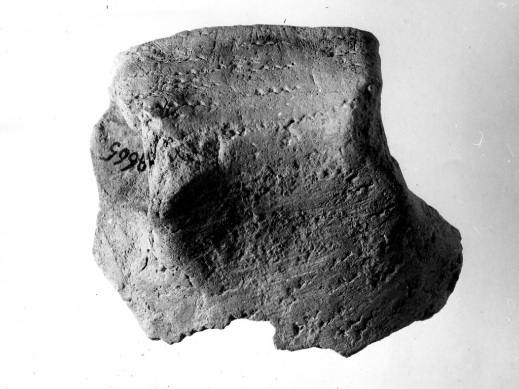 ansa/ frammento - ceramica impressa tipo Molfetta (Neolitico Antico)