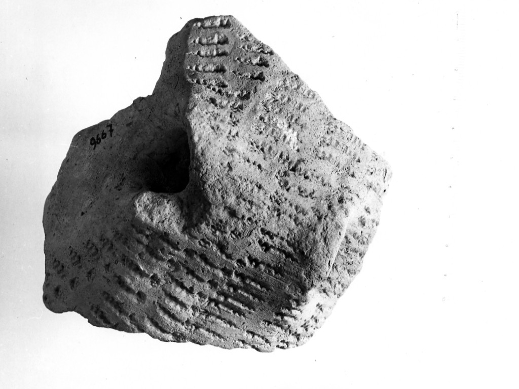 ansa/ frammento - ceramica impressa tipo Molfetta (Neolitico Antico)