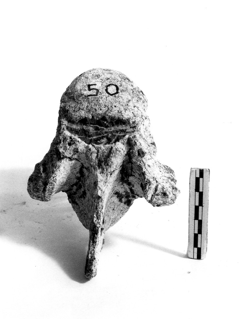 reperto paleontologico (Pleistocene Medio-Superiore)