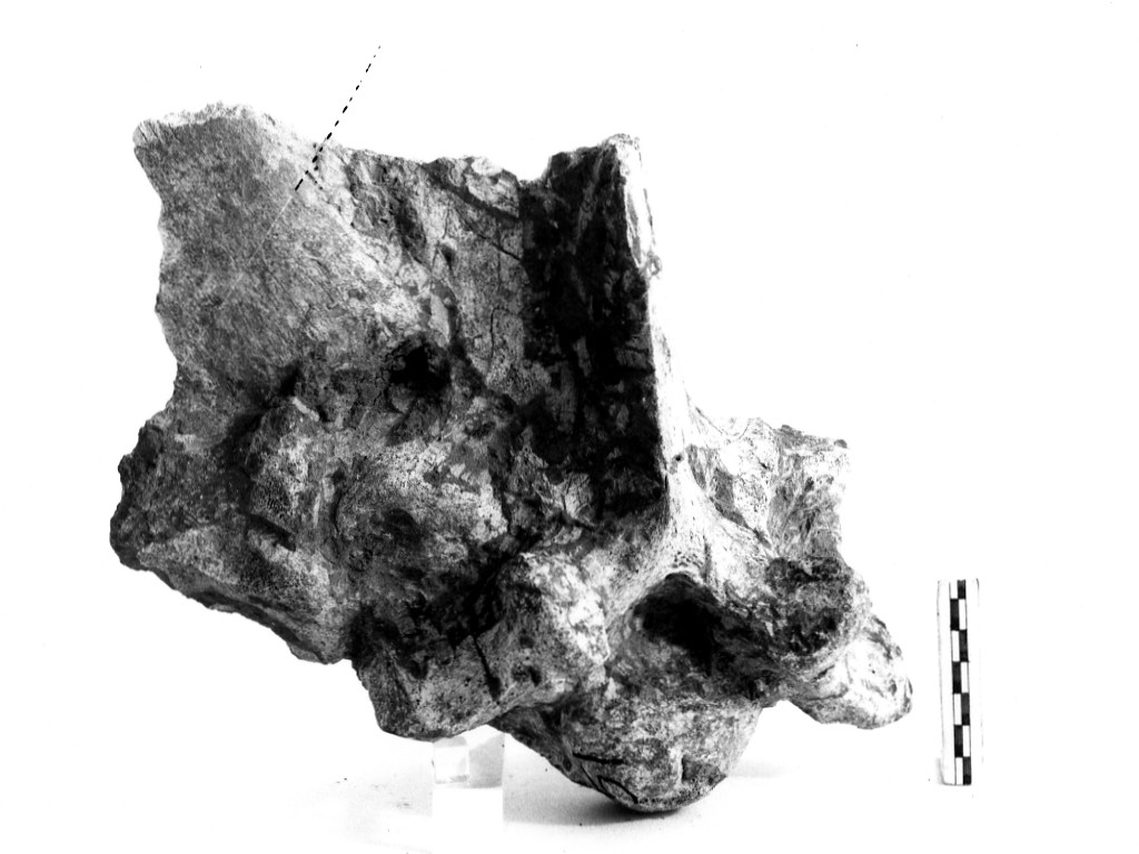 reperto paleontologico (Pleistocene Medio-Superiore)