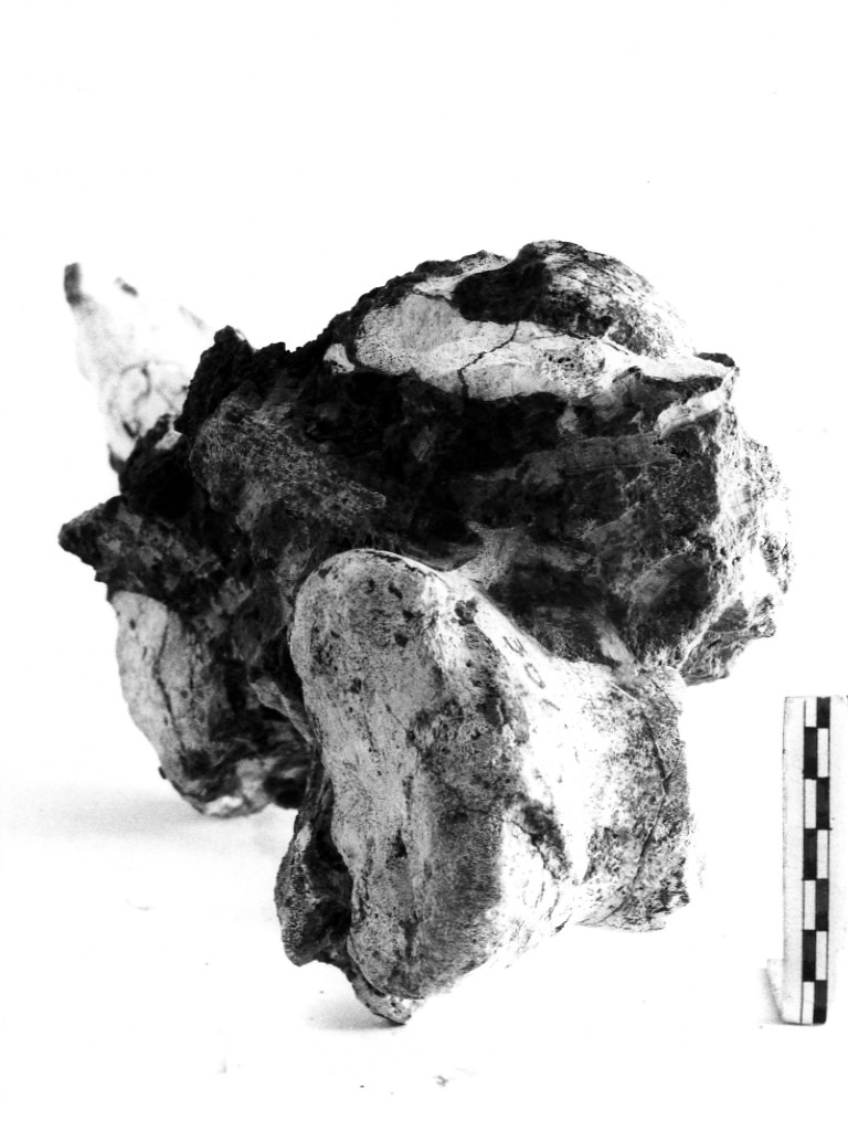 reperto paleontologico (Pleistocene Medio-Superiore)