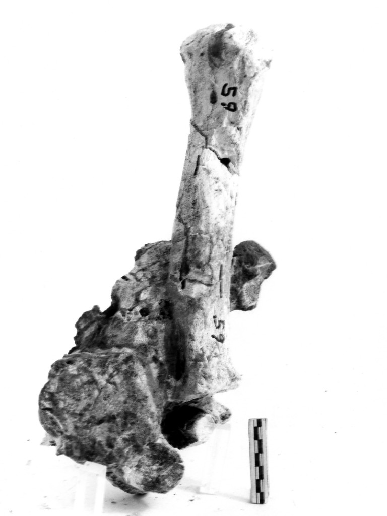 reperto paleontologico (Pleistocene Medio-Superiore)