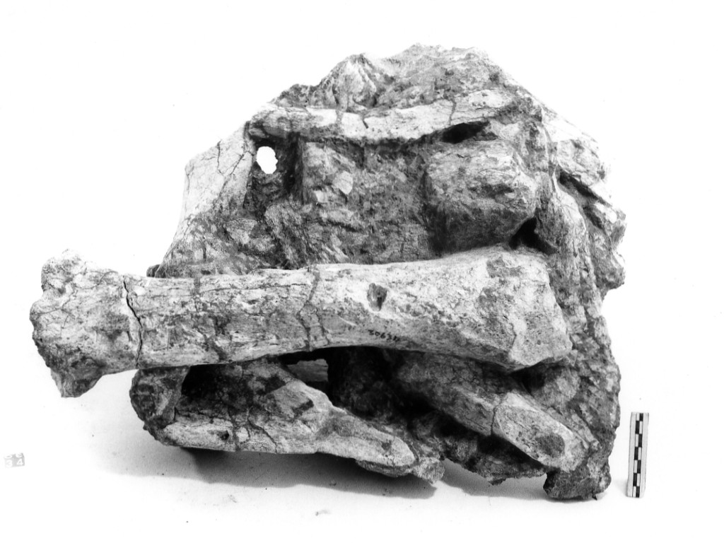 reperto paleontologico (Pleistocene Medio-Superiore)