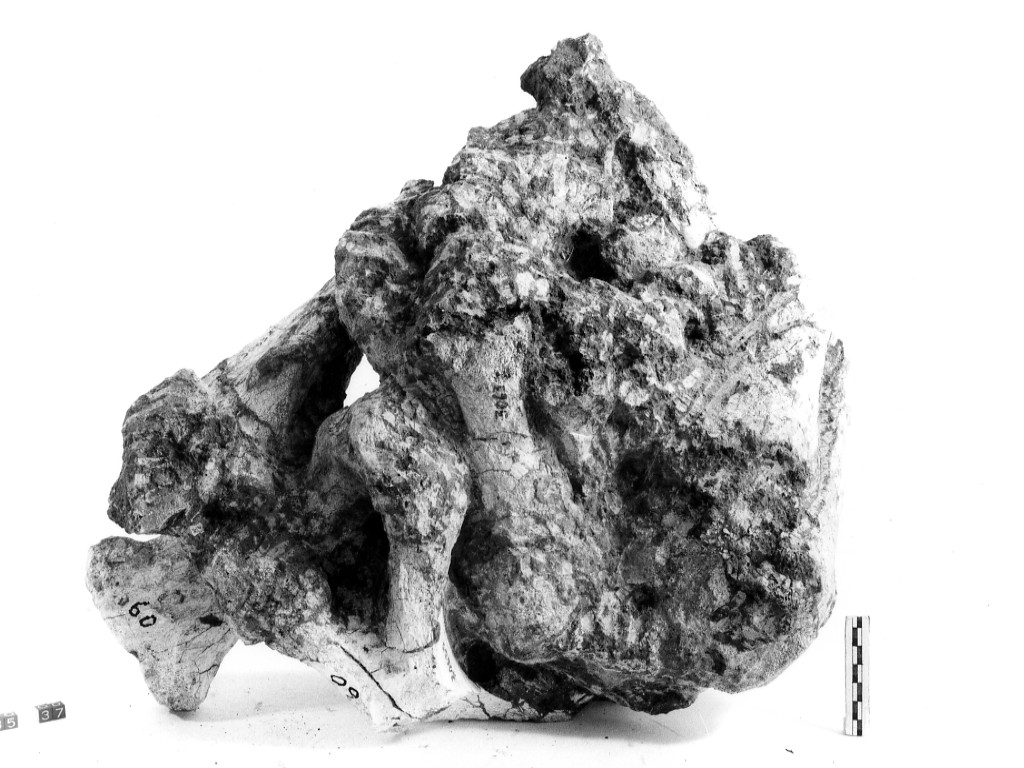 reperto paleontologico (Pleistocene Medio-Superiore)