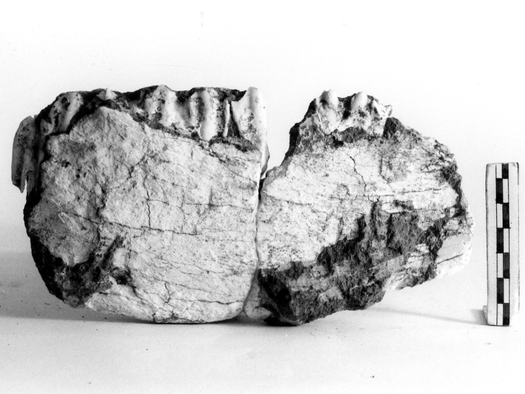 reperto paleontologico (Pleistocene Medio-Superiore)