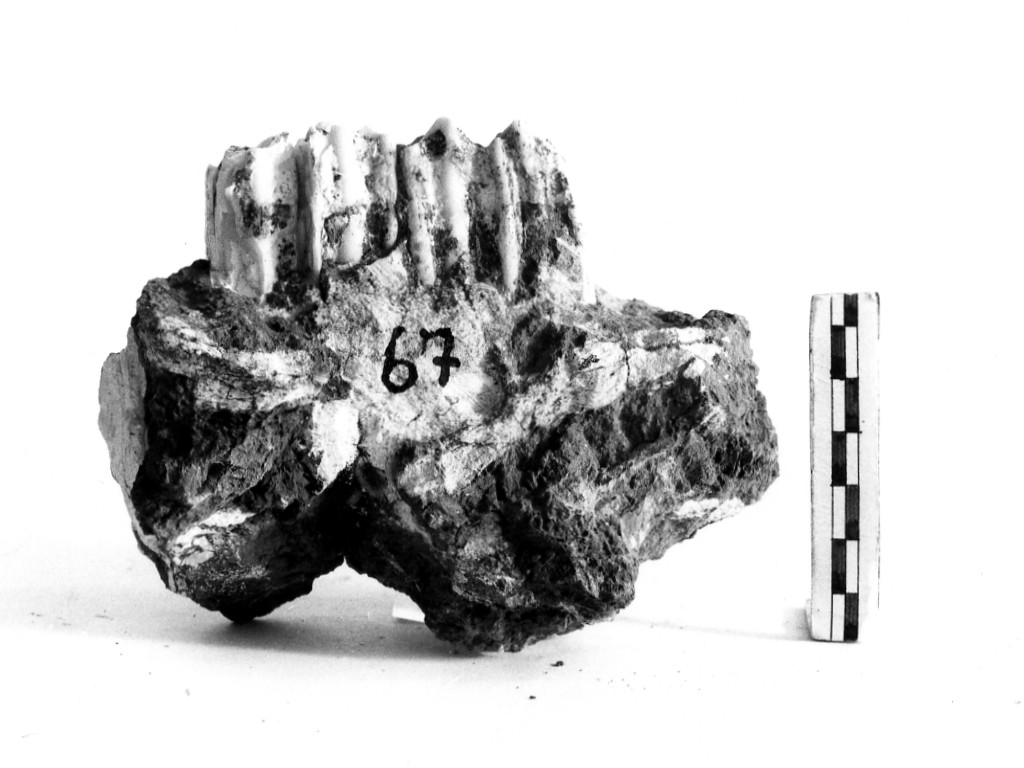 reperto paleontologico (Pleistocene Medio-Superiore)